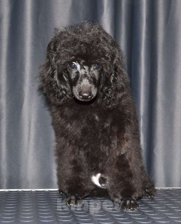 Собаки в Глазове: Овечкин Мальчик, 30 000 руб. - фото 3