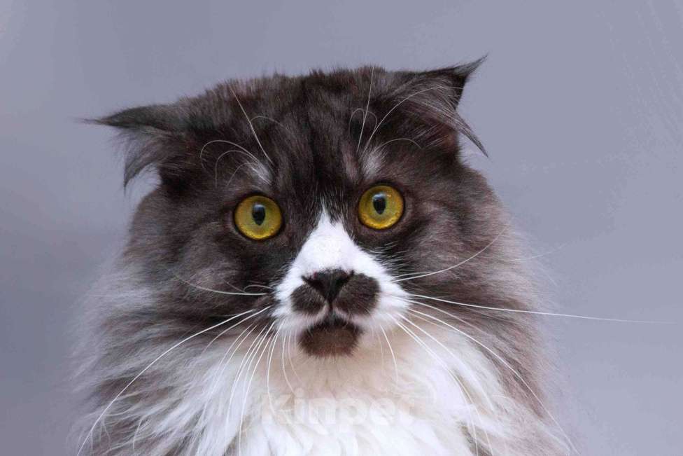 Кошки в Москве: Большой добрый кот Рома в добрые руки Мальчик, Бесплатно - фото 3