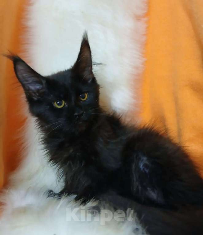 Кошки в Москве: Гигантики Девочка, 19 000 руб. - фото 7
