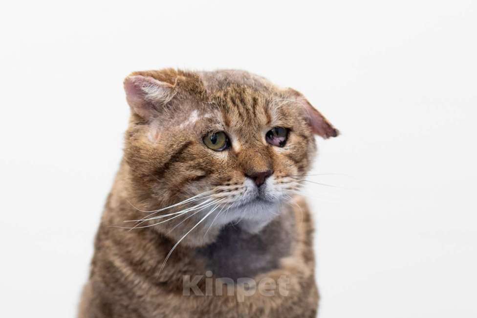 Кошки в Москве: кот Грюм в добрые руки Мальчик, Бесплатно - фото 3