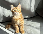 Кошки в Барнауле: Кошечка Мейн-кун Девочка, 26 000 руб. - фото 6
