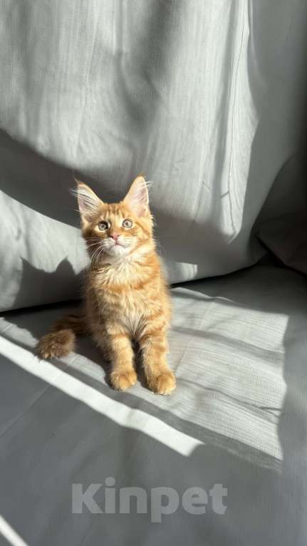 Кошки в Барнауле: Кошечка Мейн-кун Девочка, 26 000 руб. - фото 6