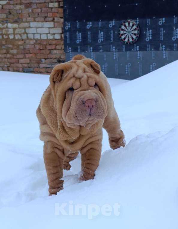 Собаки в других городах Калужской области: Щенок шарпея Девочка, 35 000 руб. - фото 2