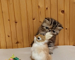 Кошки в Воронеже: Экзотический короткошёрстный котёнок Девочка, 20 000 руб. - фото 3