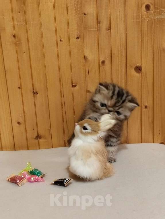 Кошки в Воронеже: Экзотический короткошёрстный котёнок Девочка, 20 000 руб. - фото 3