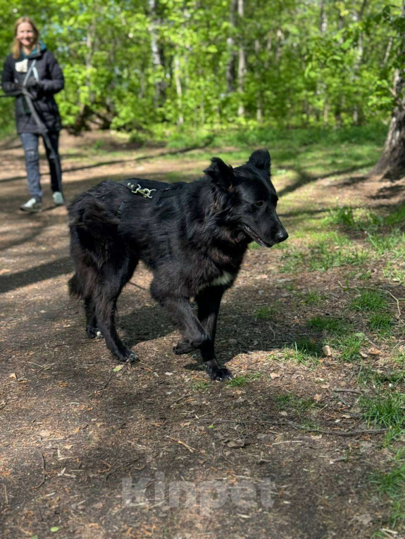 Собаки в Москве: Черные сестрицы, блеск и элегантность  Девочка, Бесплатно - фото 2