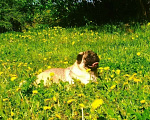 Собаки в Самаре: Брутальный красавчик! Мальчик, 40 000 руб. - фото 5