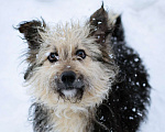 Собаки в Москве: Маленький пёсик в дар Мальчик, Бесплатно - фото 5