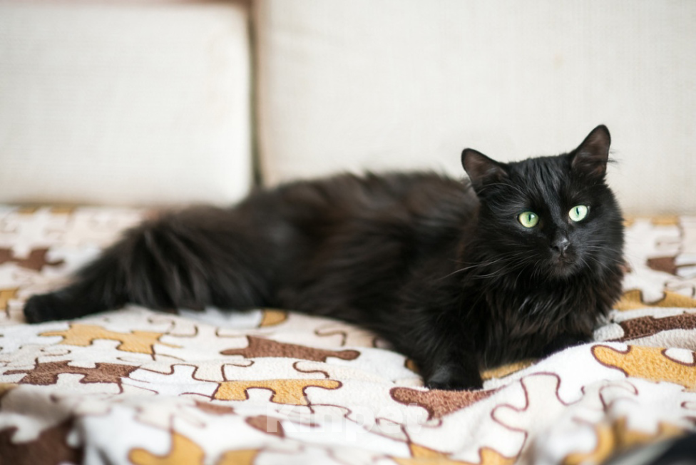 Кошки в Москве: Роскошный красавец Рамштайн в добрые руки Мальчик, Бесплатно - фото 3