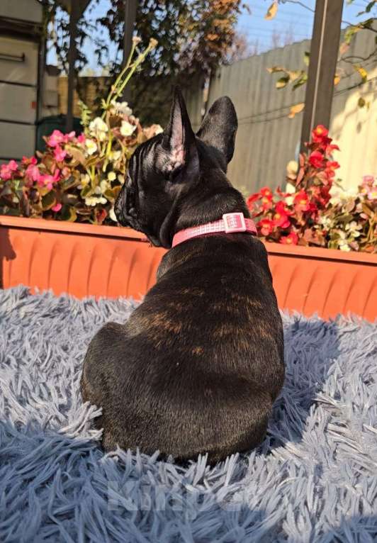 Собаки в Симферополе: Тигровая девочка щенок Девочка, 30 000 руб. - фото 7