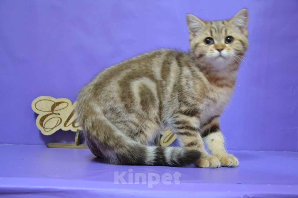 Кошки в Москве: Мраморный страйт Мальчик, 40 000 руб. - фото 3