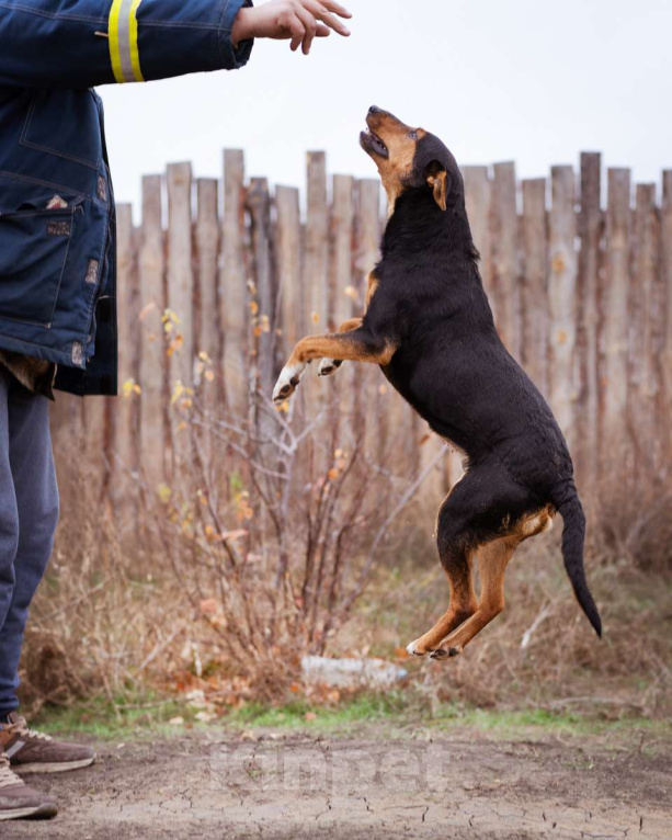 Собаки в Москве: Небольшой пёсик в добрые руки Мальчик, Бесплатно - фото 5