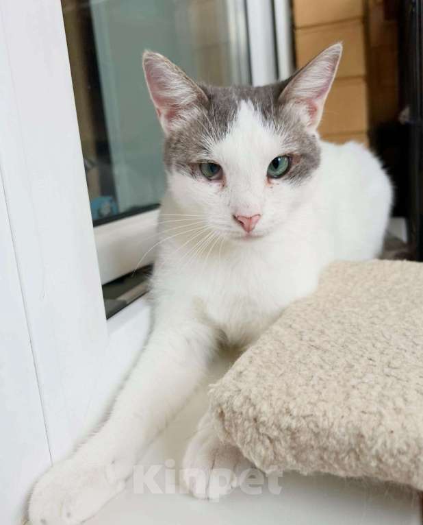 Кошки в Москве: Любопытный котик Беляш в добрые руки Мальчик, Бесплатно - фото 3