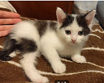 Кошки в Москве: Котёнок мальчик, 2 мес. от сибирской кошки Мальчик, 3 000 руб. - фото 1