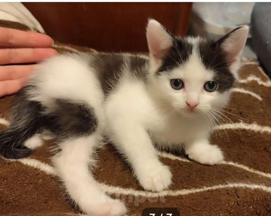 Кошки в Москве: Котёнок мальчик, 2 мес. от сибирской кошки Мальчик, 3 000 руб. - фото 1