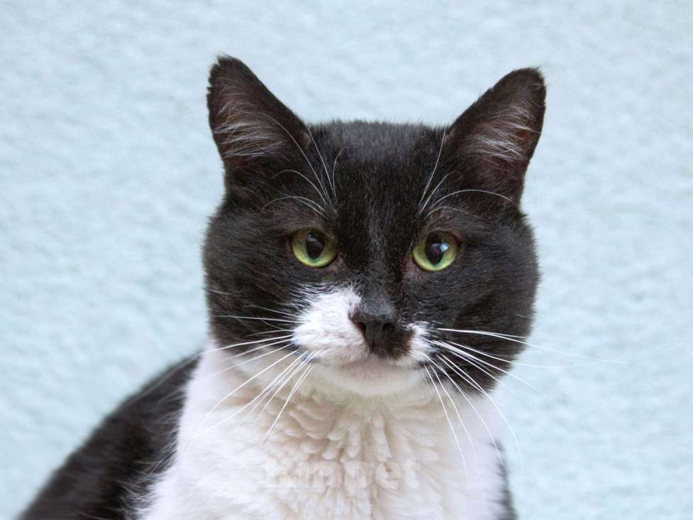 Кошки в Москве: Обаятельный котик Мейсон в дар Мальчик, 1 руб. - фото 6