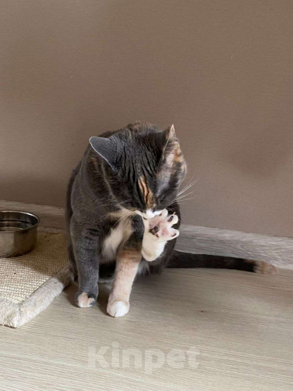 Кошки в Москве: Пепельная трехцветная Шерри Девочка, Бесплатно - фото 9