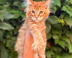 Кошки в Москве: Котята Мейн-кун Мальчик, 35 000 руб. - фото 3