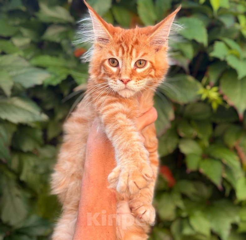 Кошки в Москве: Котята Мейн-кун Мальчик, 35 000 руб. - фото 3