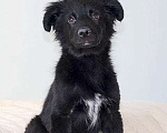 Собаки в Москве: Черное солнышко Стрелка, ласковый щеночек в добрые руки Девочка, 10 руб. - фото 1