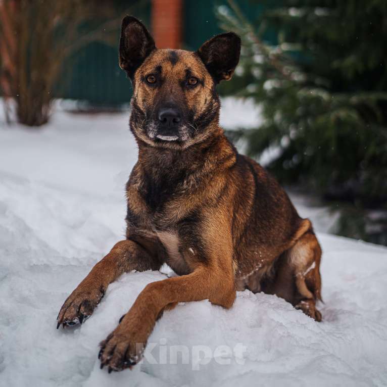 Собаки в Москве: Собака в добрые руки Девочка, Бесплатно - фото 4