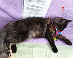 Кошки в Новосибирске: Котёнок Мэйн-кун Девочка, Бесплатно - фото 1