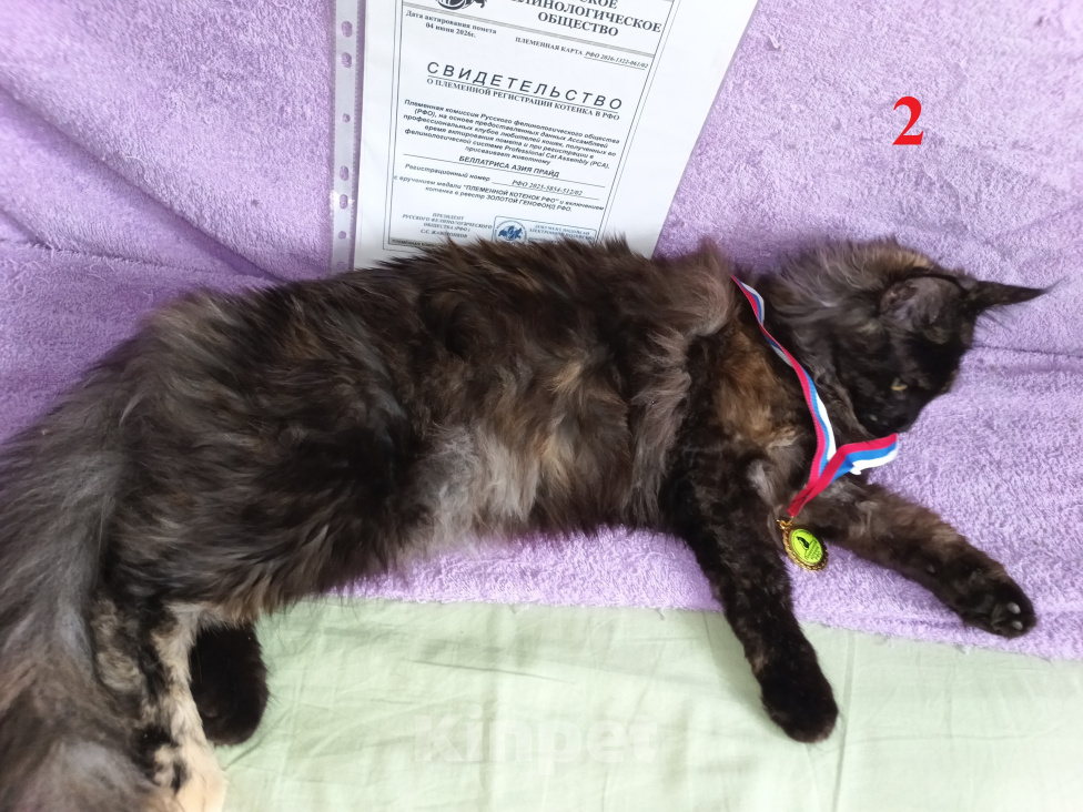 Кошки в Новосибирске: Котёнок Мэйн-кун Девочка, Бесплатно - фото 1