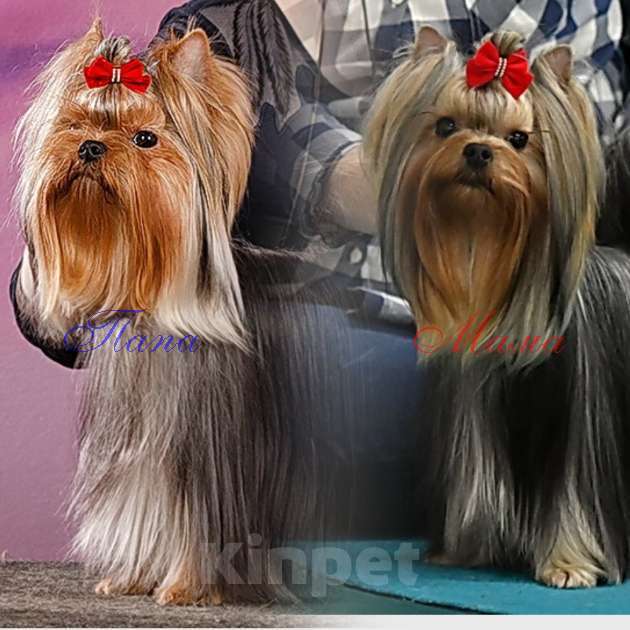 Собаки в Москве: Маленькая девочка, Янтарная капелька  Девочка, 130 000 руб. - фото 5