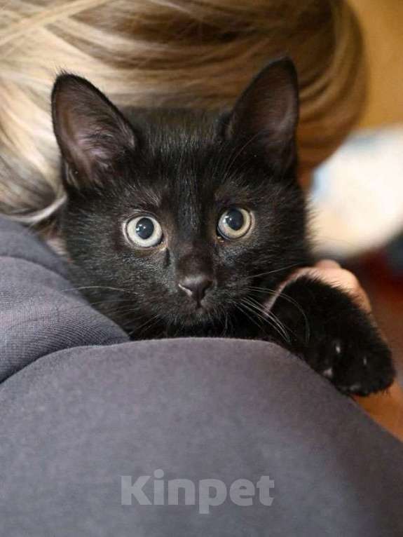 Кошки в Москве: Ищут своё счастье котодетки Фунтик и Кола Разнополые, Бесплатно - фото 5