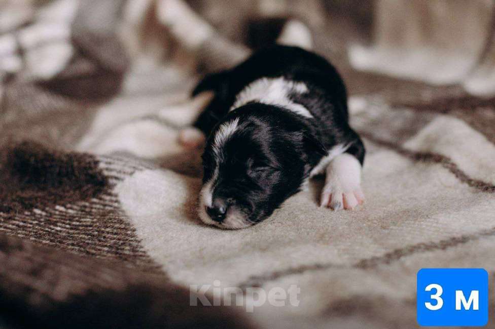 Собаки в Красноярске: Продам щенка Бордер Колли Мальчик, 110 000 руб. - фото 1