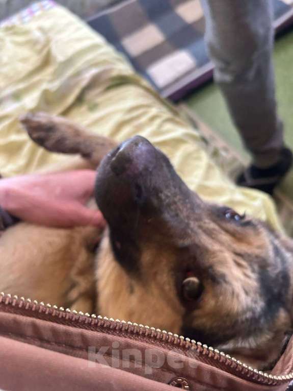 Собаки в Москве: Рокси очень нужен дом Девочка, Бесплатно - фото 6