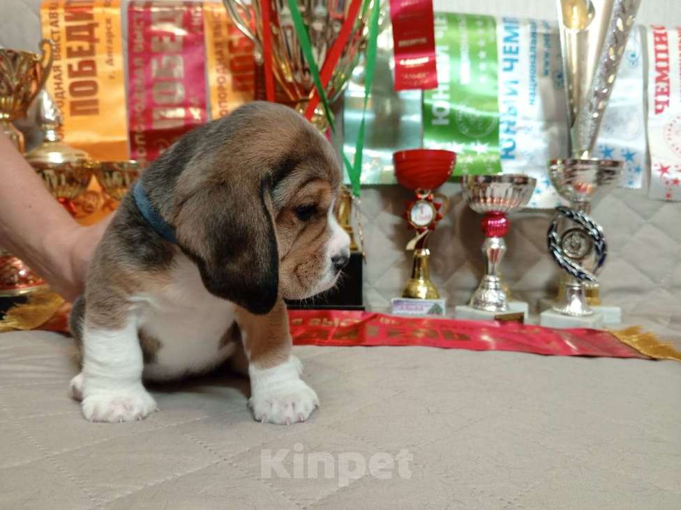 Собаки в Ангарске: Продажа щенков биглей Девочка, 80 000 руб. - фото 5