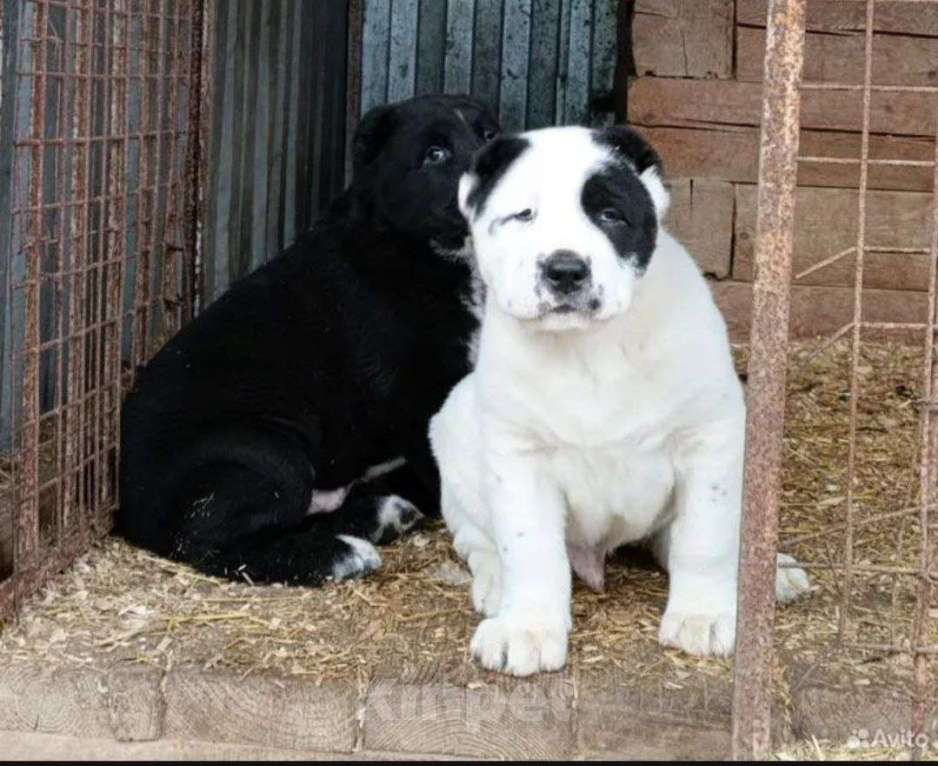 Собаки в других городах Московской области: Муромец Мальчик, 80 000 руб. - фото 2