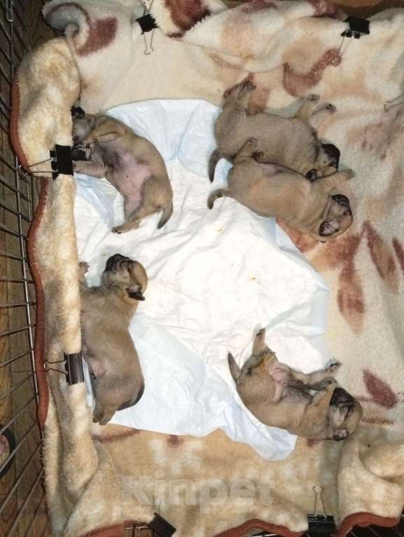 Собаки в Волгограде: Щенки мопс  Девочка, 25 000 руб. - фото 3