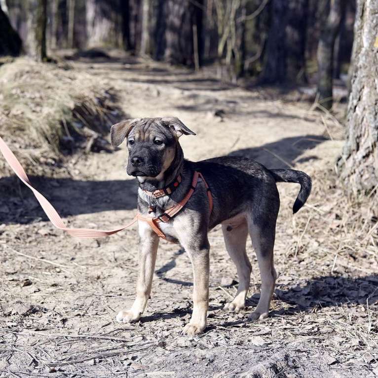 Собаки в Пушкино: Линк, 3 месяца. Метис шарпея Мальчик, 500 руб. - фото 5