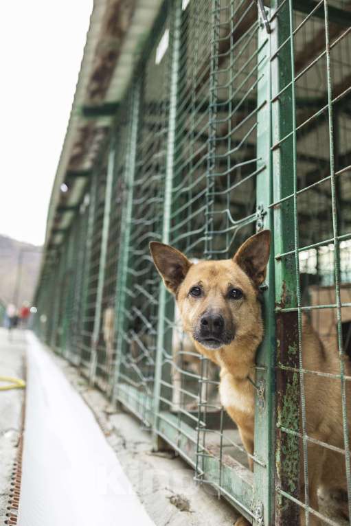 Собаки в других городах Краснодарского края: Гоча из приюта Поводог Сочи (отправим в любой город) Мальчик, Бесплатно - фото 9