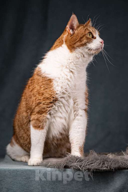 Кошки в Клине: Бегемот — хитрюшный кот Мальчик, Бесплатно - фото 4