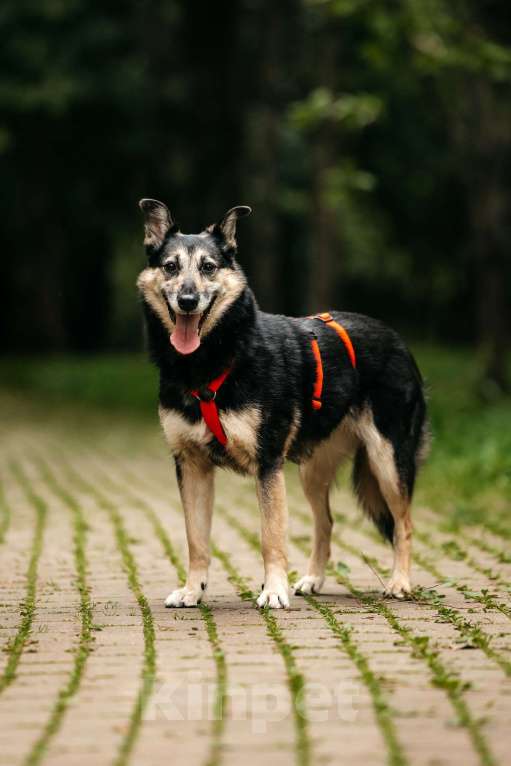 Собаки в Москве: Милая Элси в добрые руки Девочка, Бесплатно - фото 2