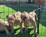 Собаки в Краснодаре: Американский булли щенок Девочка, 90 000 руб. - фото 6