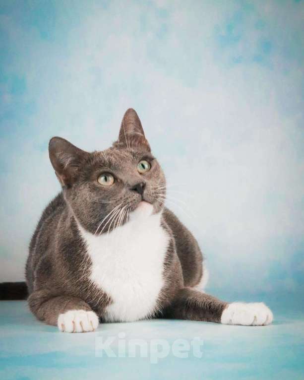 Кошки в Солнечногорске: Ласковая Лекси Девочка, Бесплатно - фото 4