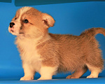 Собаки в Москве: вельш корги пемброк щенки от чемпиона Мальчик, 80 000 руб. - фото 2