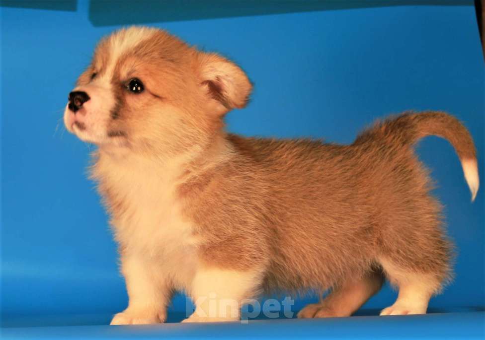 Собаки в Москве: вельш корги пемброк щенки от чемпиона Мальчик, 80 000 руб. - фото 2