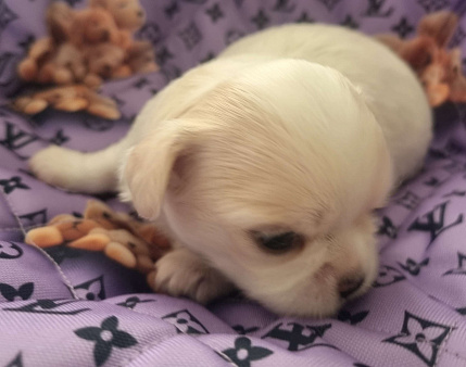Щенок Чихуахуа д/ш, мальчик