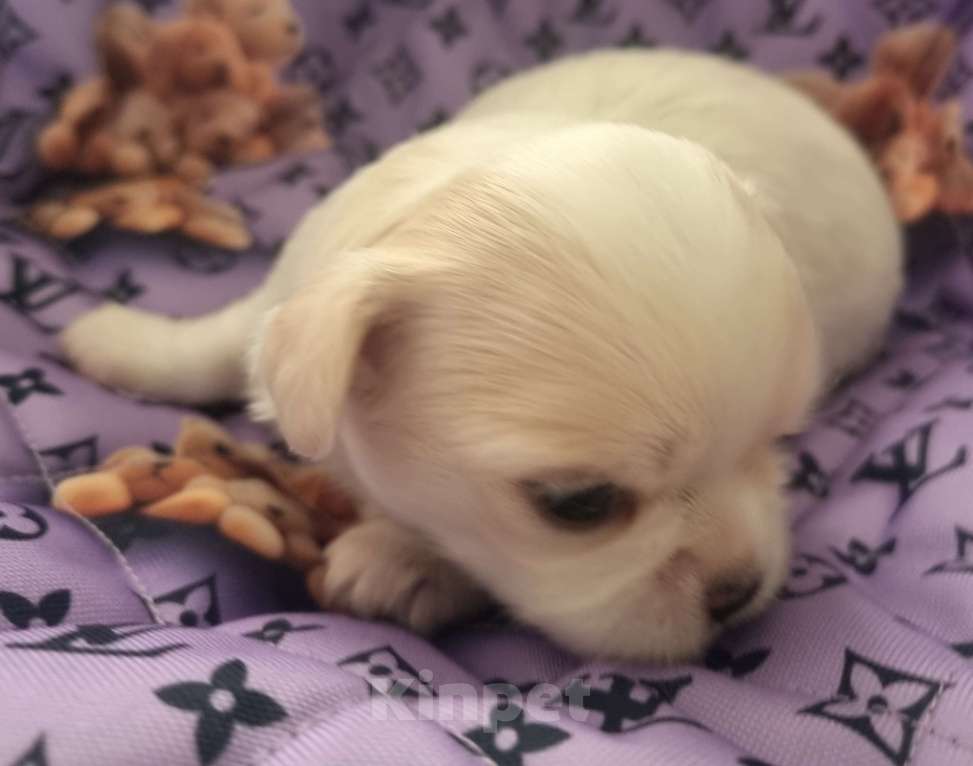 Собаки в Калининграде: Щенок Чихуахуа д/ш, мальчик Мальчик, Бесплатно - фото 1