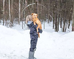 Собаки в Москве: Пинки бывшедомашний срочно ищет дом Мальчик, Бесплатно - фото 7