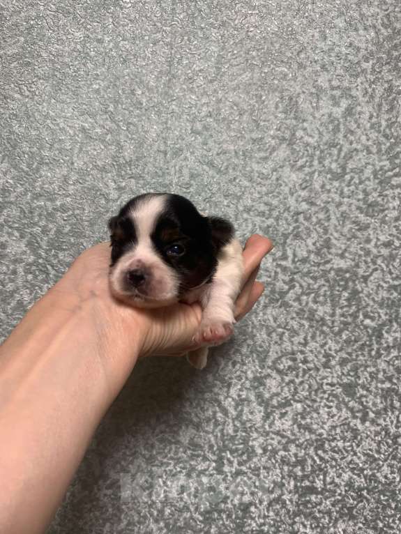 Собаки в Алупке: Щенок Бивер Йоркширский терьер  Девочка, Бесплатно - фото 3