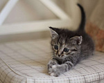 Кошки в Санкт-Петербурге: Маленький котёнок девочка  Девочка, Бесплатно - фото 2