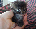 Кошки в Сочи: Отдам котят в добрые руки, 1 руб. - фото 1