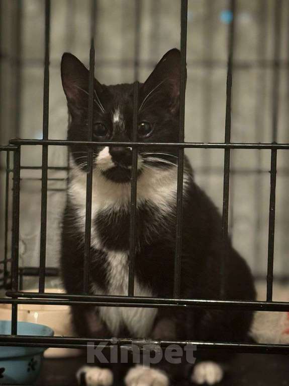 Кошки в Москве: Приютите одинокого Ронечку. Мальчик, Бесплатно - фото 3