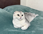 Кошки в Котельнике: Шотландский вислоухий кот вязка Мальчик, Бесплатно - фото 3